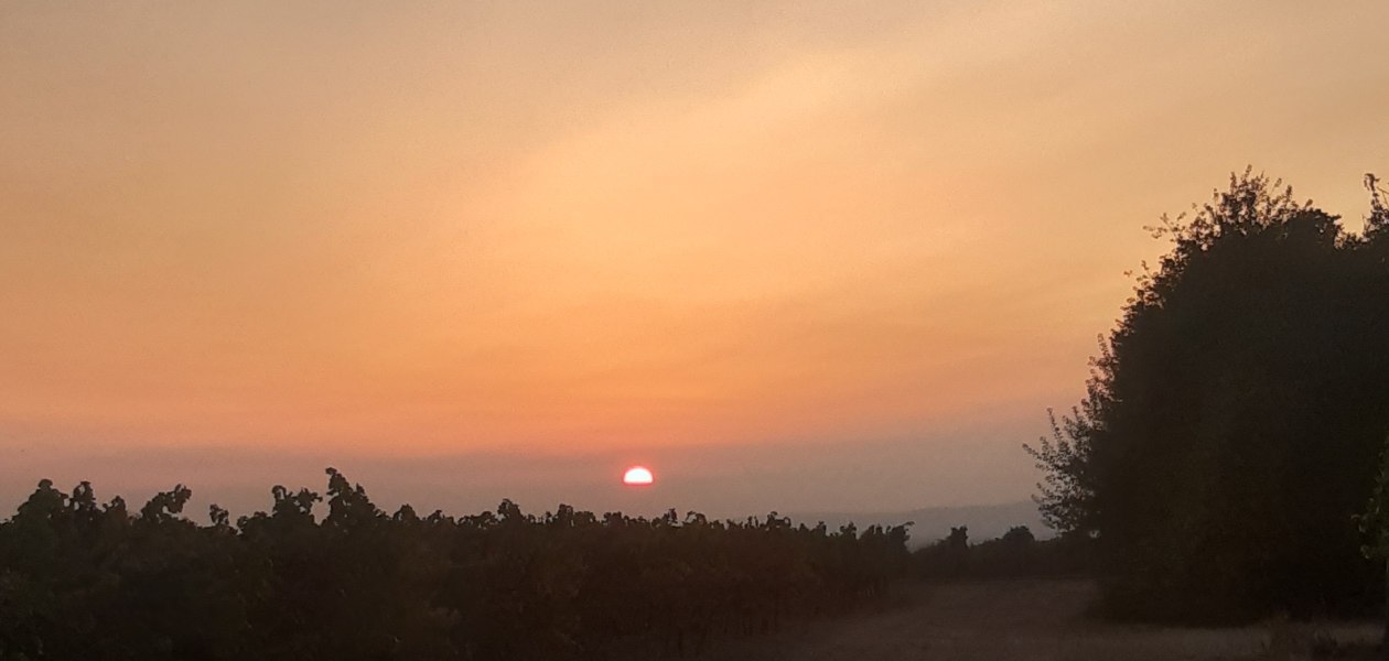 Weingut Holzmühle_Weinberg, © Weingut Holzmühle