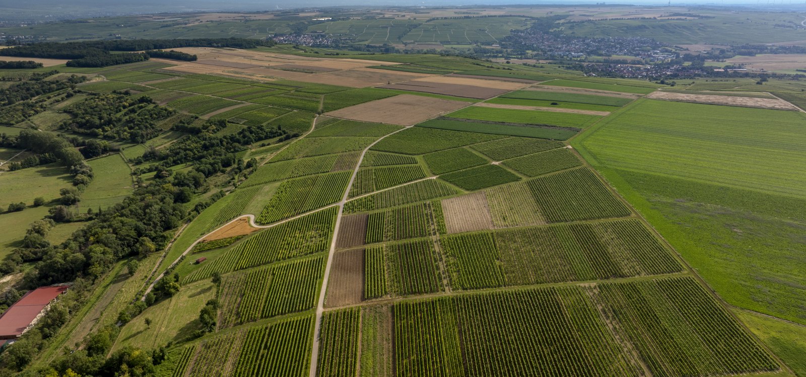 Nieder-Hilbersheimer Steinacker, © Torsten Silz