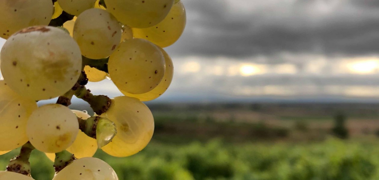 Weingut Bender_Trauben, © Weingut Bender