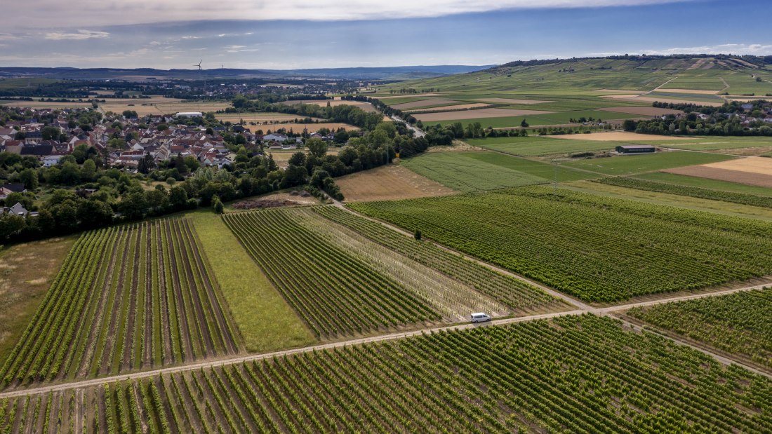 Wallertheimer Vogelsang-DJI_0756, © Rheinhessenwein e.V., Torsten Silz