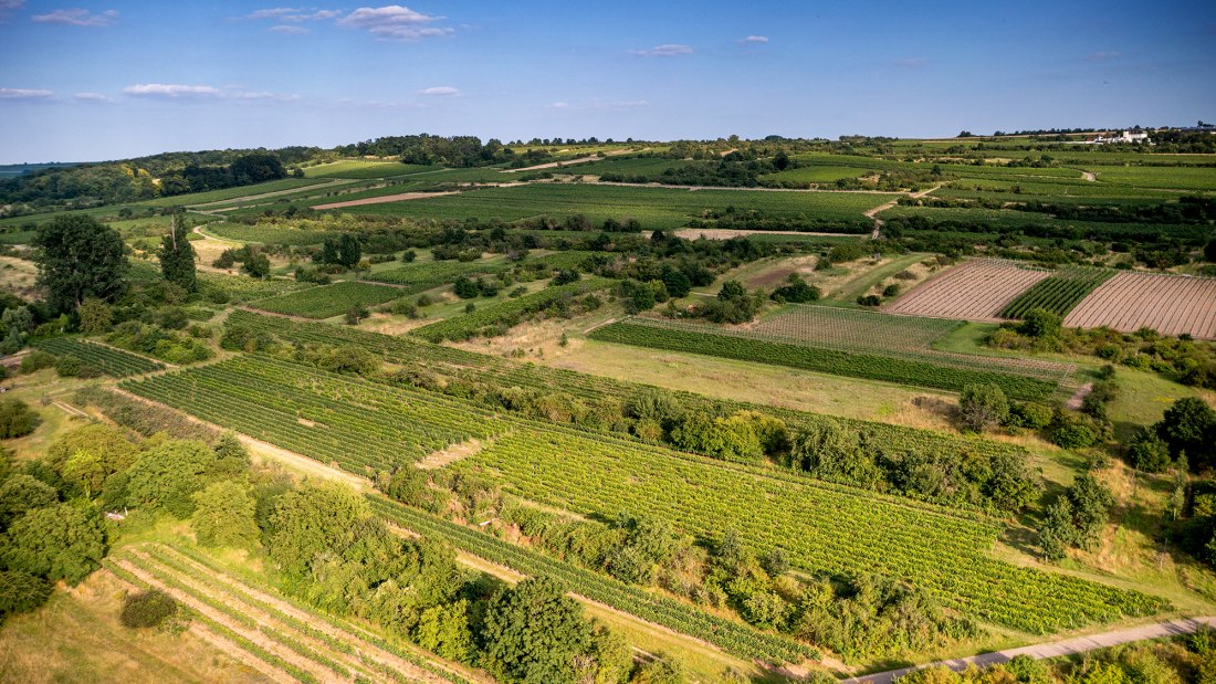 Ingelheimer Rotes Kreuz