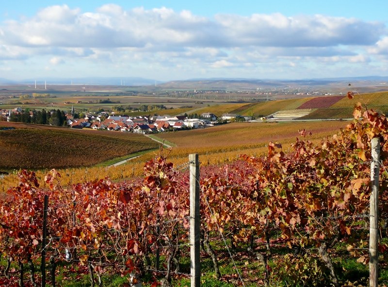 Weinhaus Uhl_Weinreben, © Weinhaus Uhl