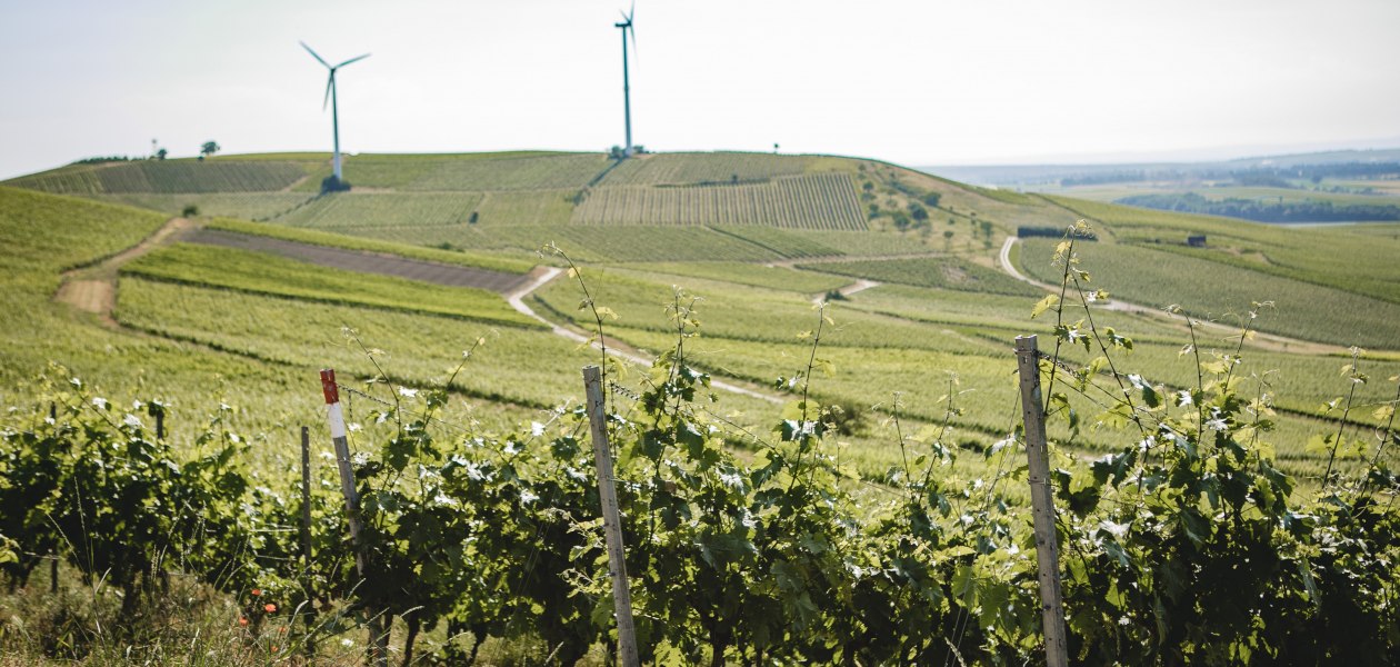 Weingut-Abthof-Juni-2021-DRUCK-1, © Weingut Abthof