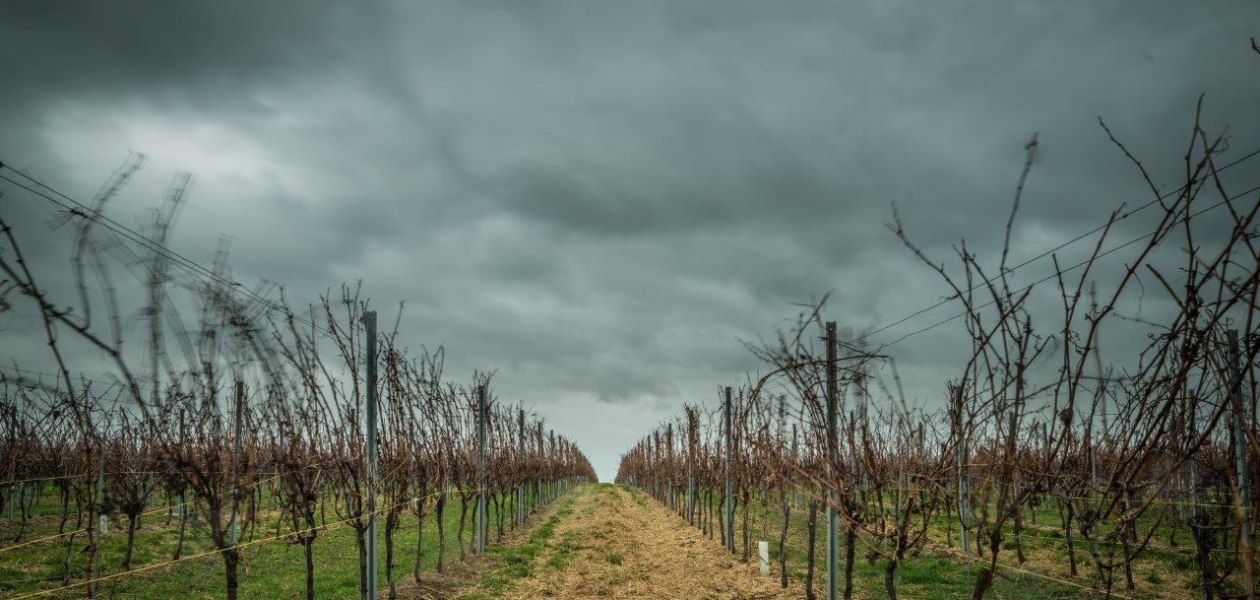 Weingut Georg Mahn_Weinrebe, © Weingut Georg Mahn