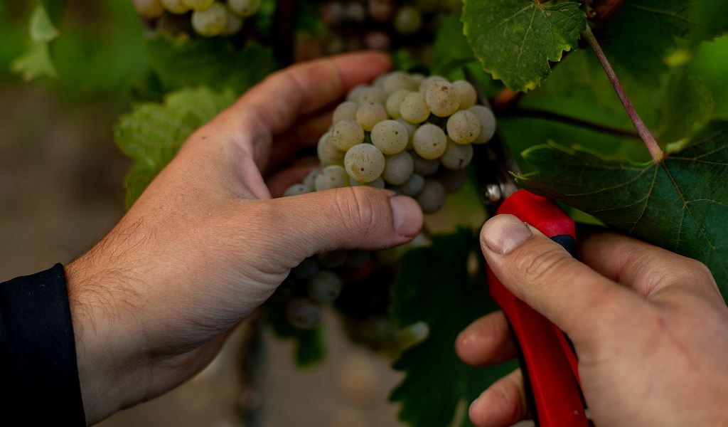 Weingut Binzel_Trauben, © Weingut Binzel