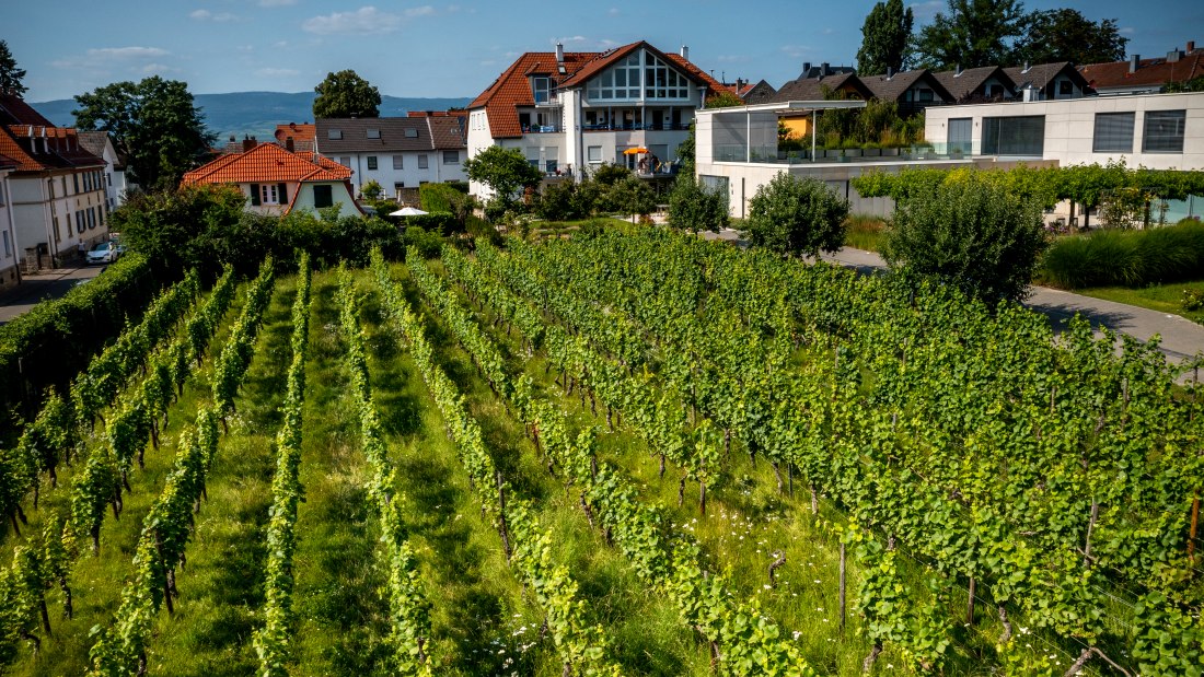 Ingelheimer Sonnenberg-DJI_0036.DNG, © Torsten Silz