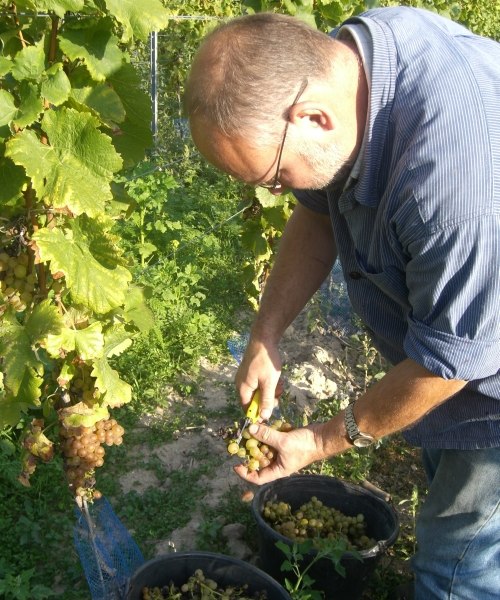 Weingut Goldschmidt_Traubenselektion, © Weingut Goldschmidt