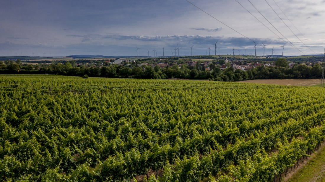 Wallertheimer Vogelsang-DJI_0769, © Rheinhessenwein e.V., Torsten Silz