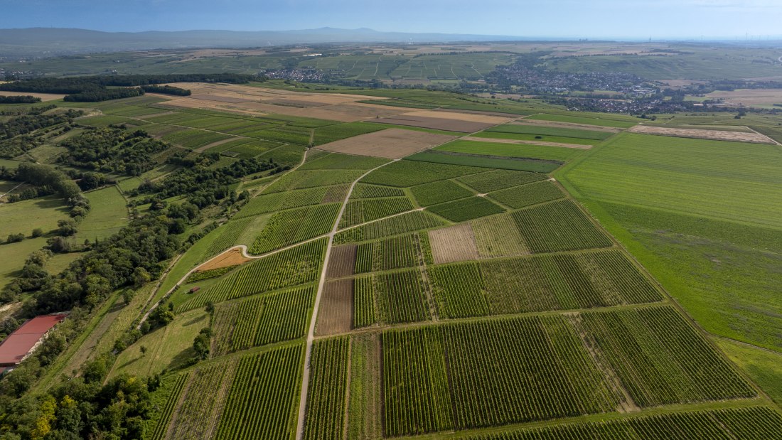 Nieder-Hilbersheimer Steinacker, © Torsten Silz