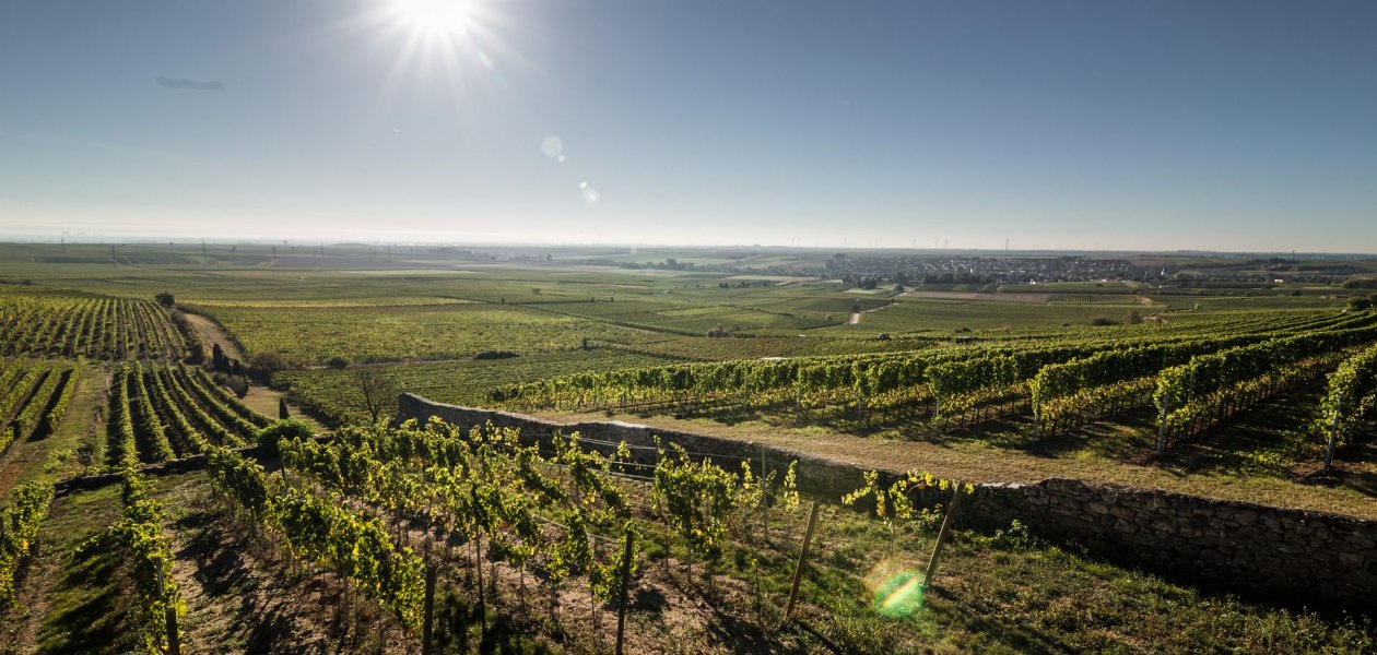 Weingut Helmut Geil_Monzernheim, © Weingut Helmut Geil