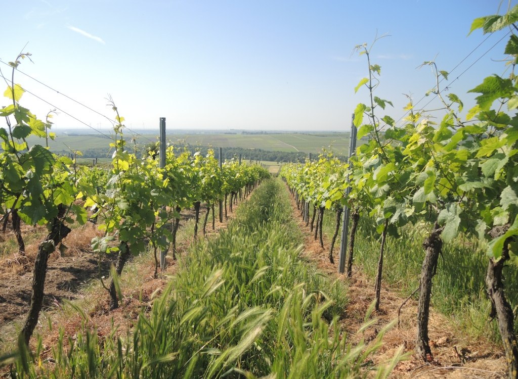 Weingut Mankel_Weinreben, © Weingut Mankel