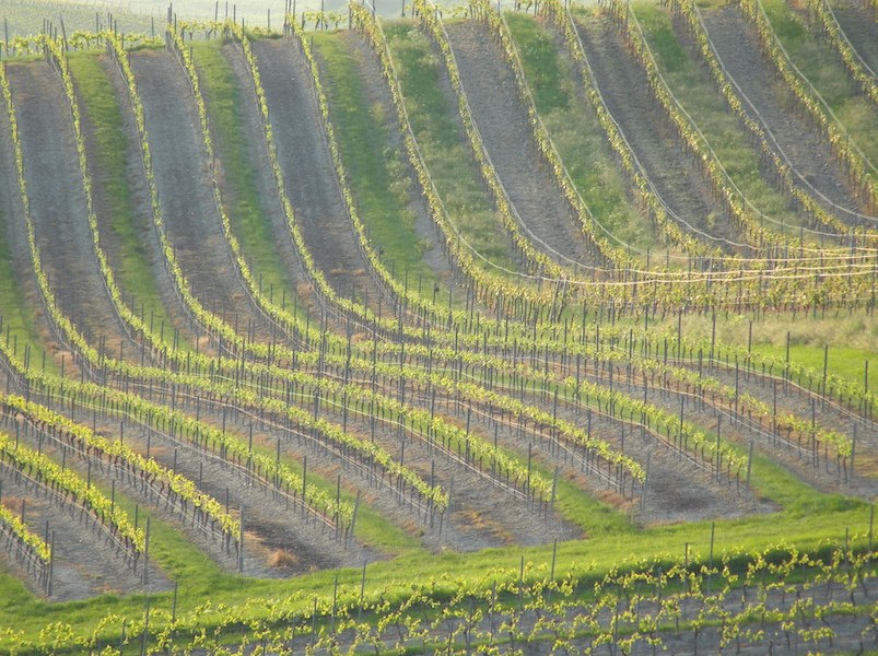 Weingut Schottenhof_Weinreben, © Weingut Schottenhof