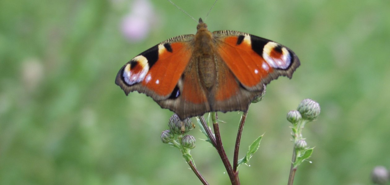 Weingut Brühler Hof_Schmetterling, © Weingut Brühler Hof