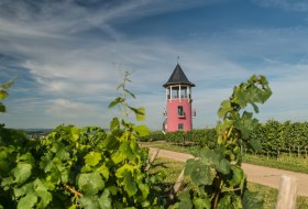 Weinberge mit Burgunderturm © Dominik Ketz