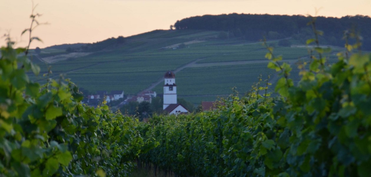 Weingut Richtarsky/ Ludwigshof_Weinberge, © Weingut Richtarsky/ Ludwigshof