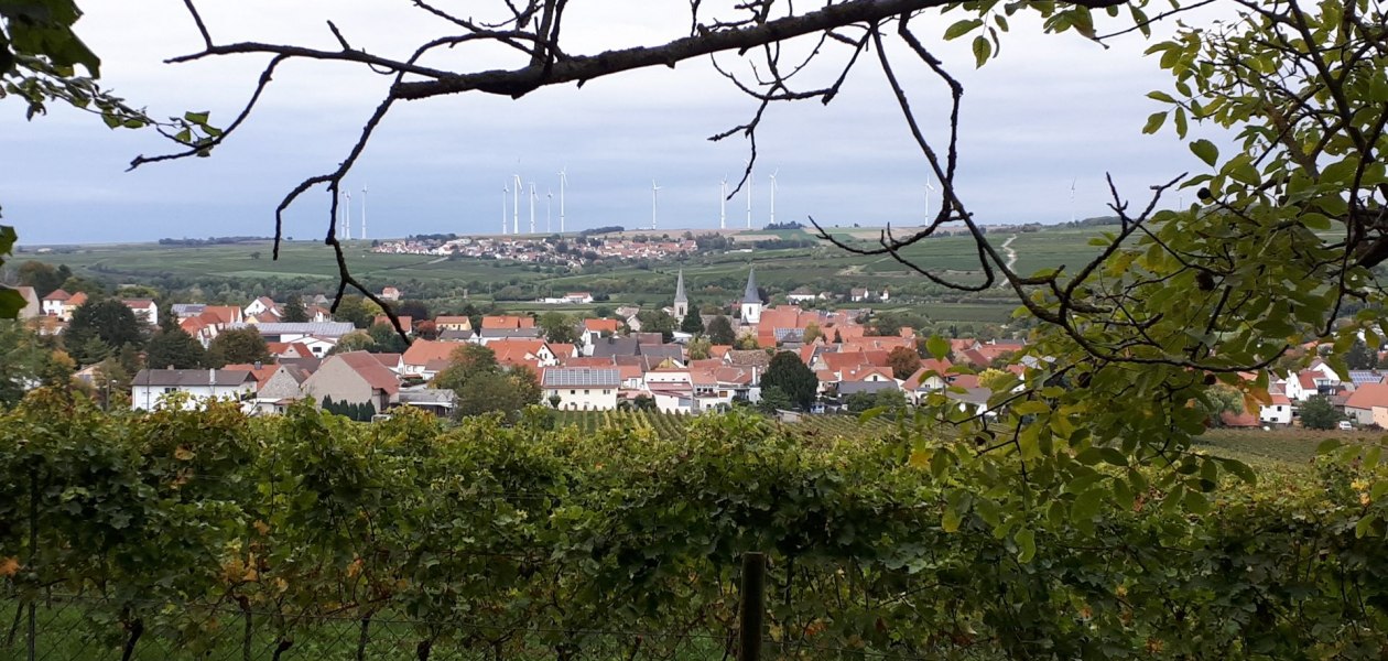 Weingut Maik Hahn_Gundersheim, © Weingut Maik Hahn