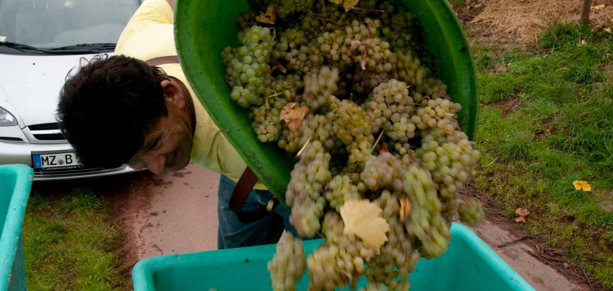 Weingut Bunn Strebel_Trauben, © Weingut Bunn Strebel