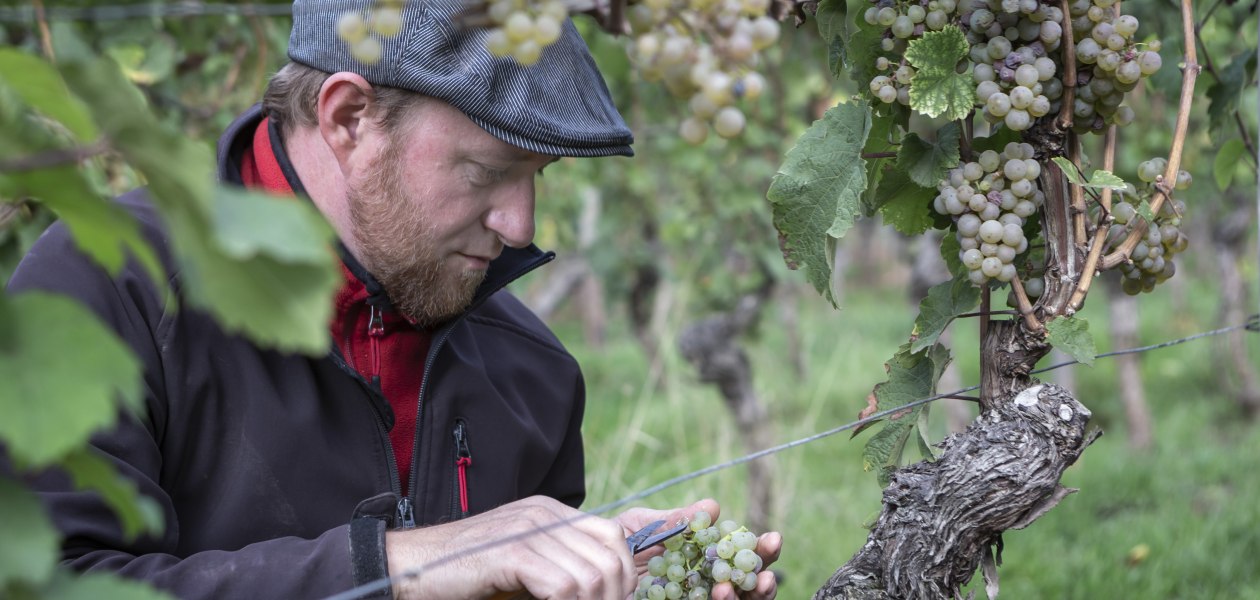 Weingut Wedekind_Winzer in den Reben, © Bernward Bertram