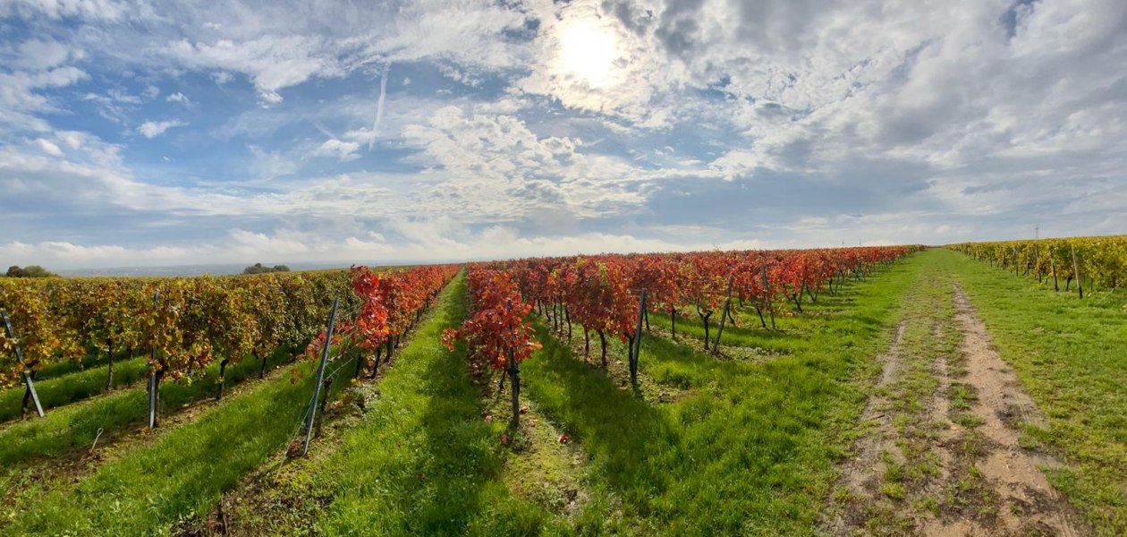 Weingut Erwin Ginz_Weinreben, © Weingut Erwin Ginz