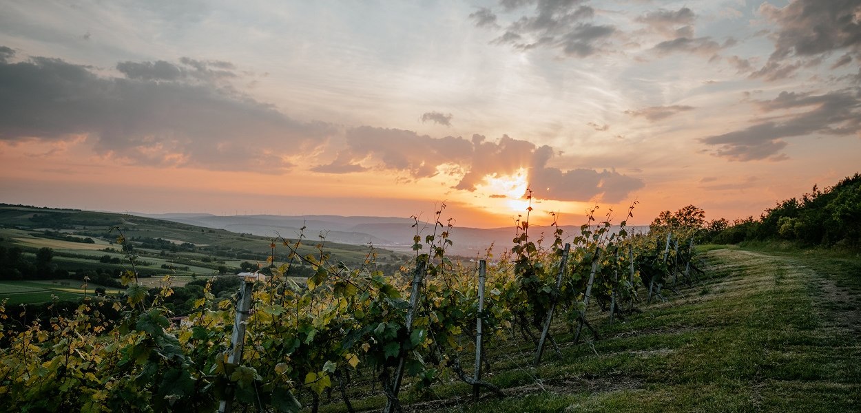 Weingut Finkenauer-Franz_Weinberg, © Weingut Finkenauer-Franz