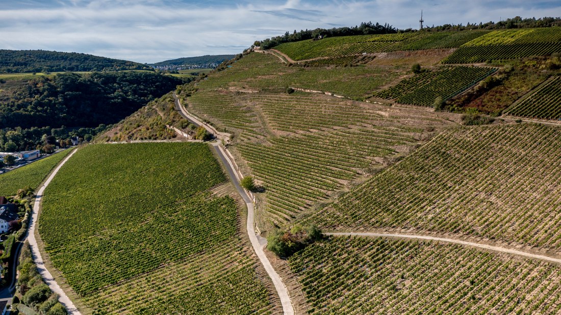 Binger Scharlachberg