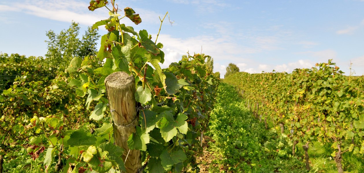 Weingut Müsel_Weinreben 2