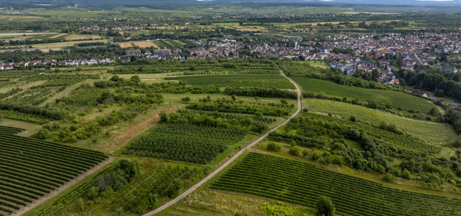 Heidesheimer Geißberg, © Torsten Silz