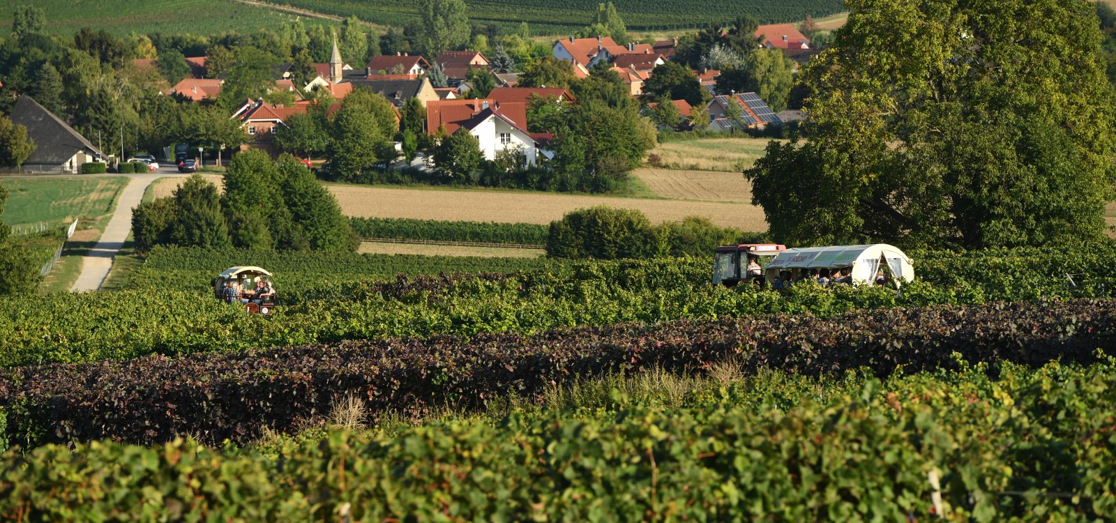 Weinberge Rheinhessen Mitte