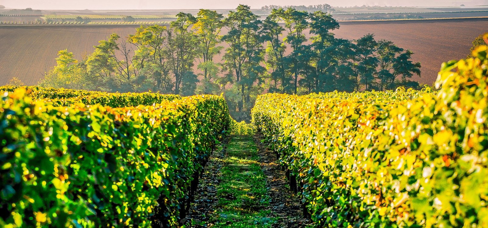 Rheinhessen Mitte im Herbst, © Michael Kinzel