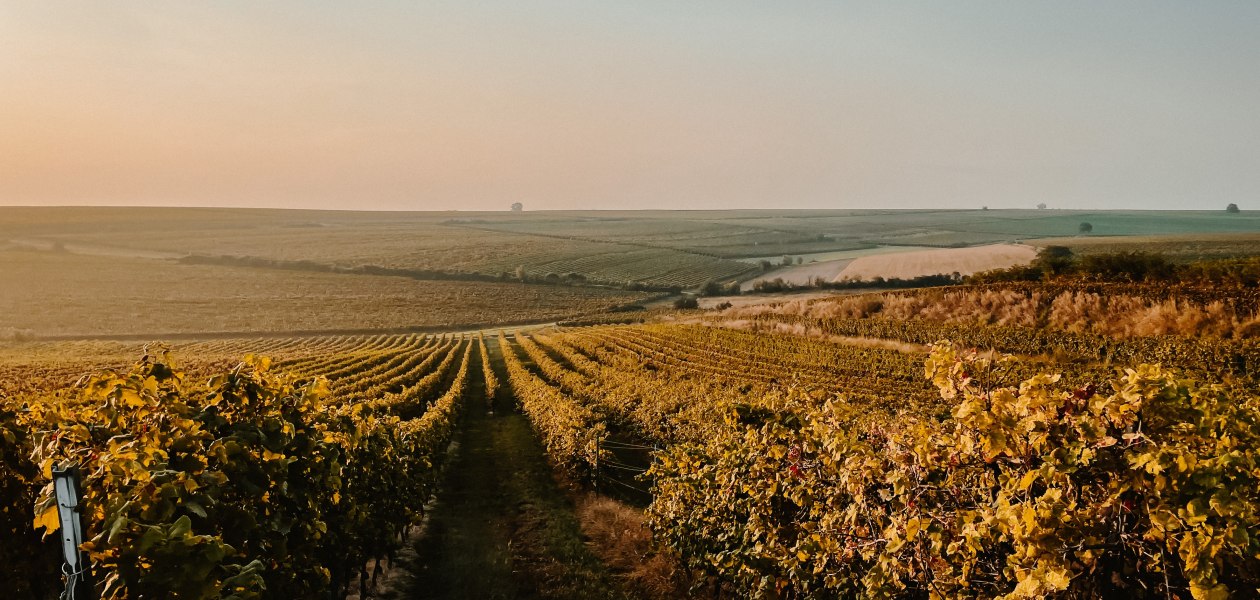 Weingut Heck_Wingert, © Weingut Heck