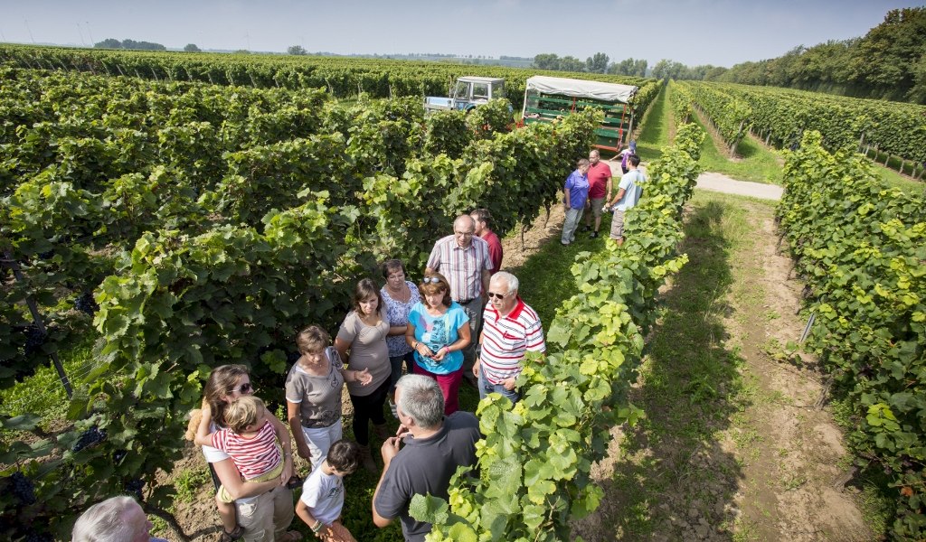 Weingut Helmut Best_Weinreben, © Weingut Helmut Best