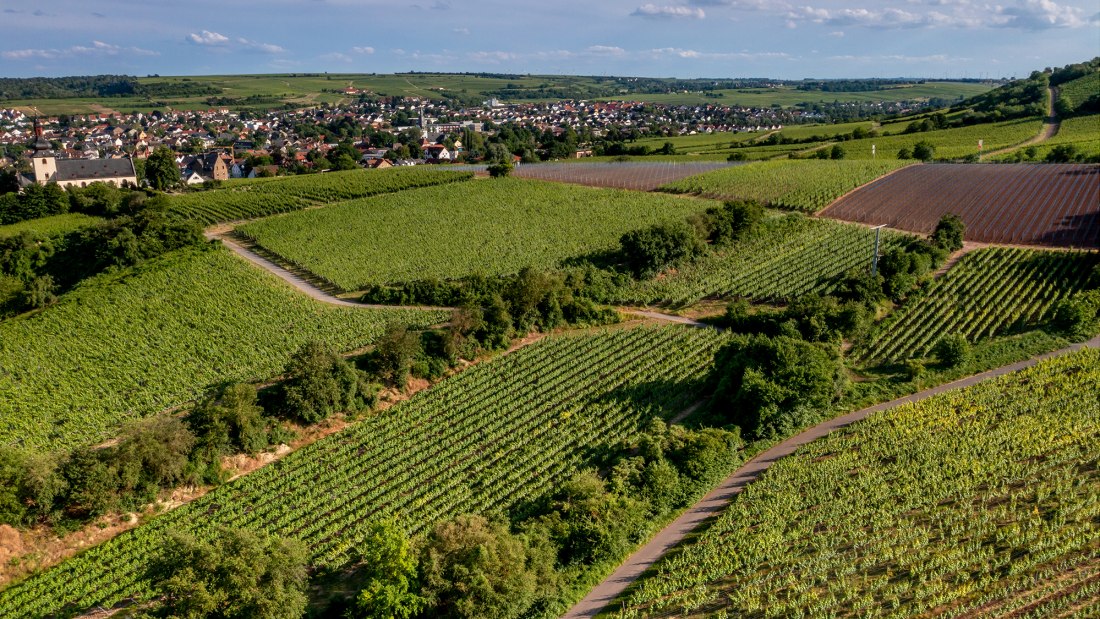 Niersteiner Kranzberg