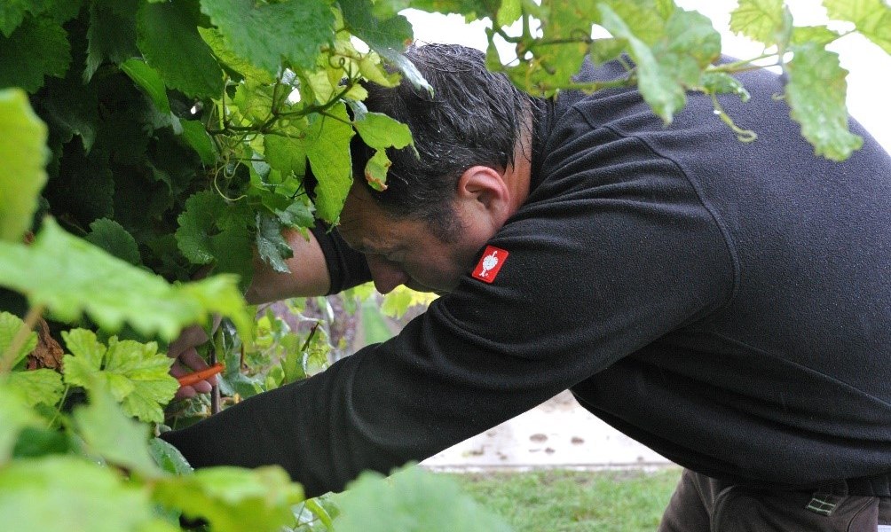 Weingut Bacchushof_Dirk Berges, © Weingut Bacchushof