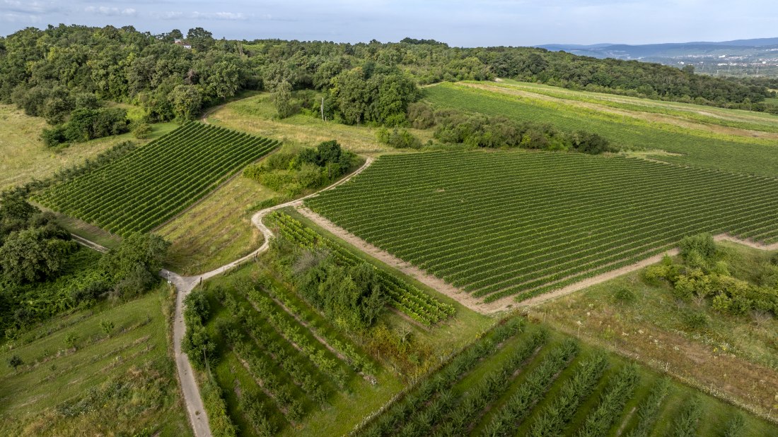 Heidesheimer Geißberg, © Torsten Silz