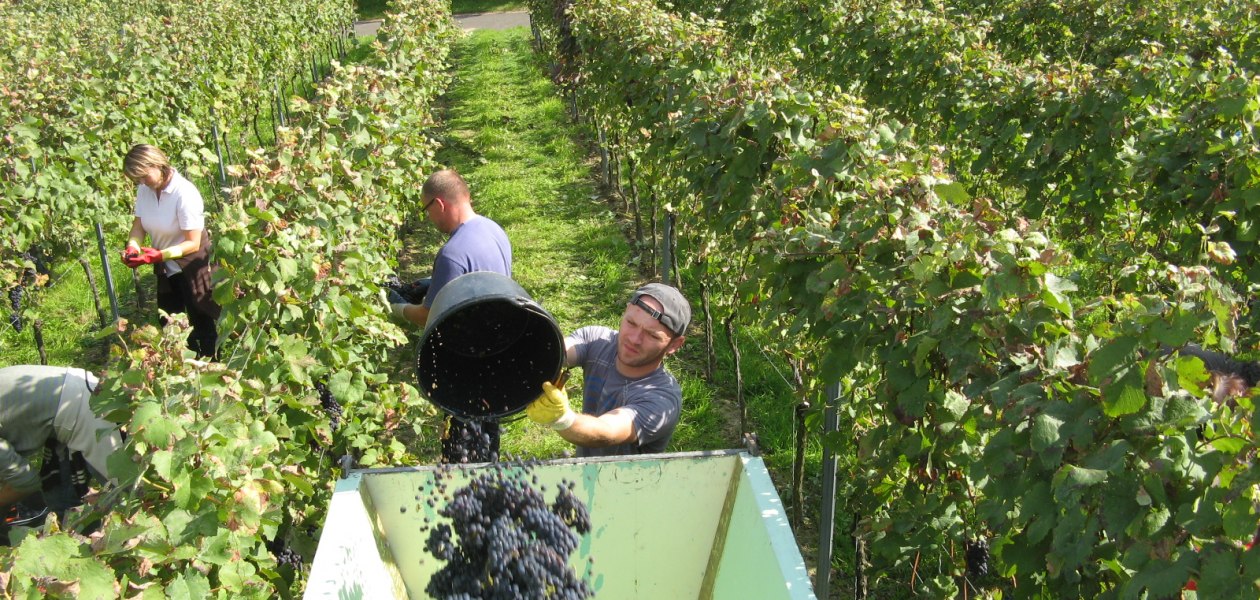 Weinlese im Schloßgut Schmitt Guntersblum, © Schloßgut Schmitt