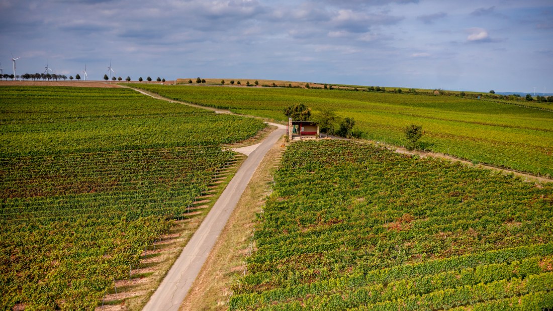 Weinheimer Kapellenberg