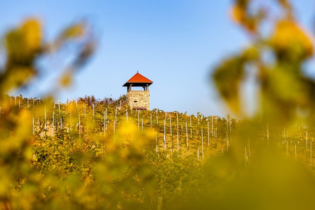 Weingut Eckert_Rebe, © Weingut Eckert