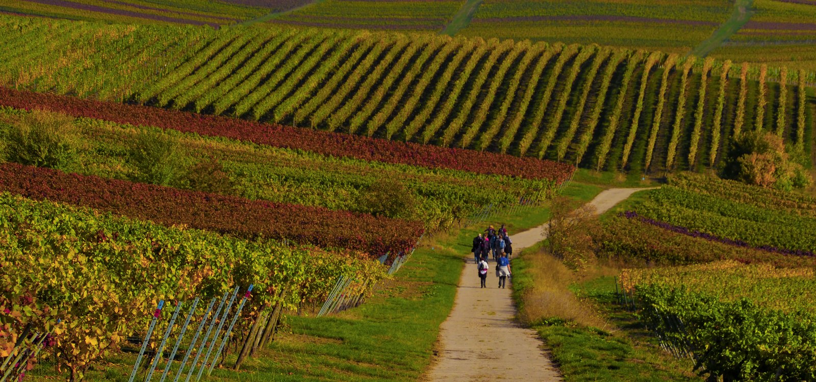 Herbstwandern mitten in Rheinhessen, © Willi Kammerer