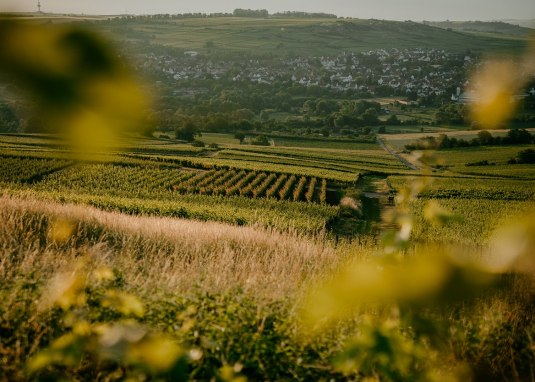 Weingut Finkenauer-Franz_Reben © Weingut Finkenauer-Franz