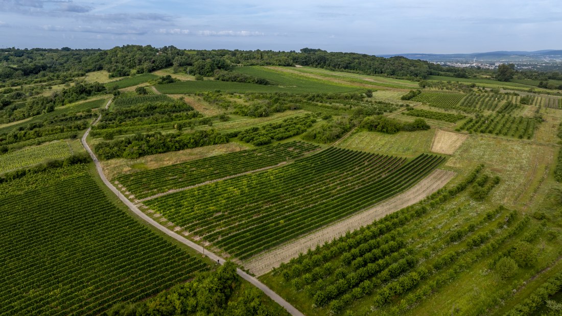 Heidesheimer Geißberg, © Torsten Silz