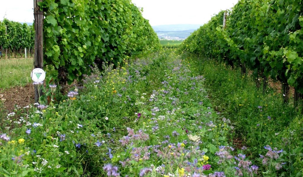 Weingut Brühler Hof_Begruenung, © Weingut Brühler Hof