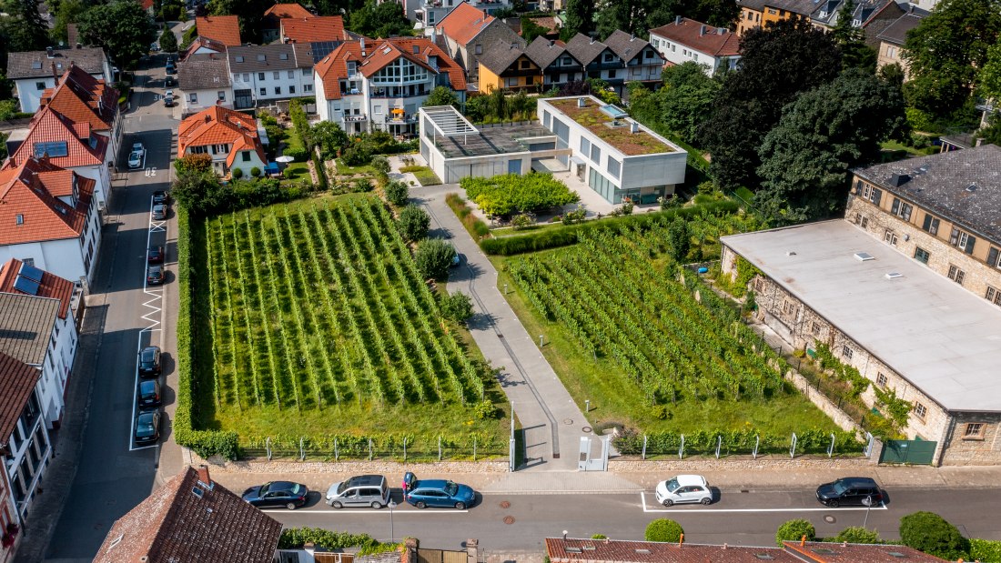 Ingelheimer Sonnenberg-DJI_0034.DNG, © Torsten Silz