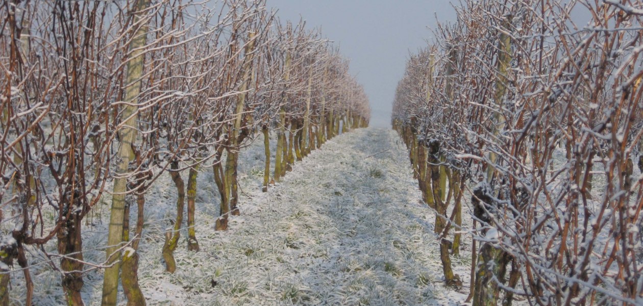 Weingut Wagner_Eeinberge-im-Schnee, © Weingut Wagner