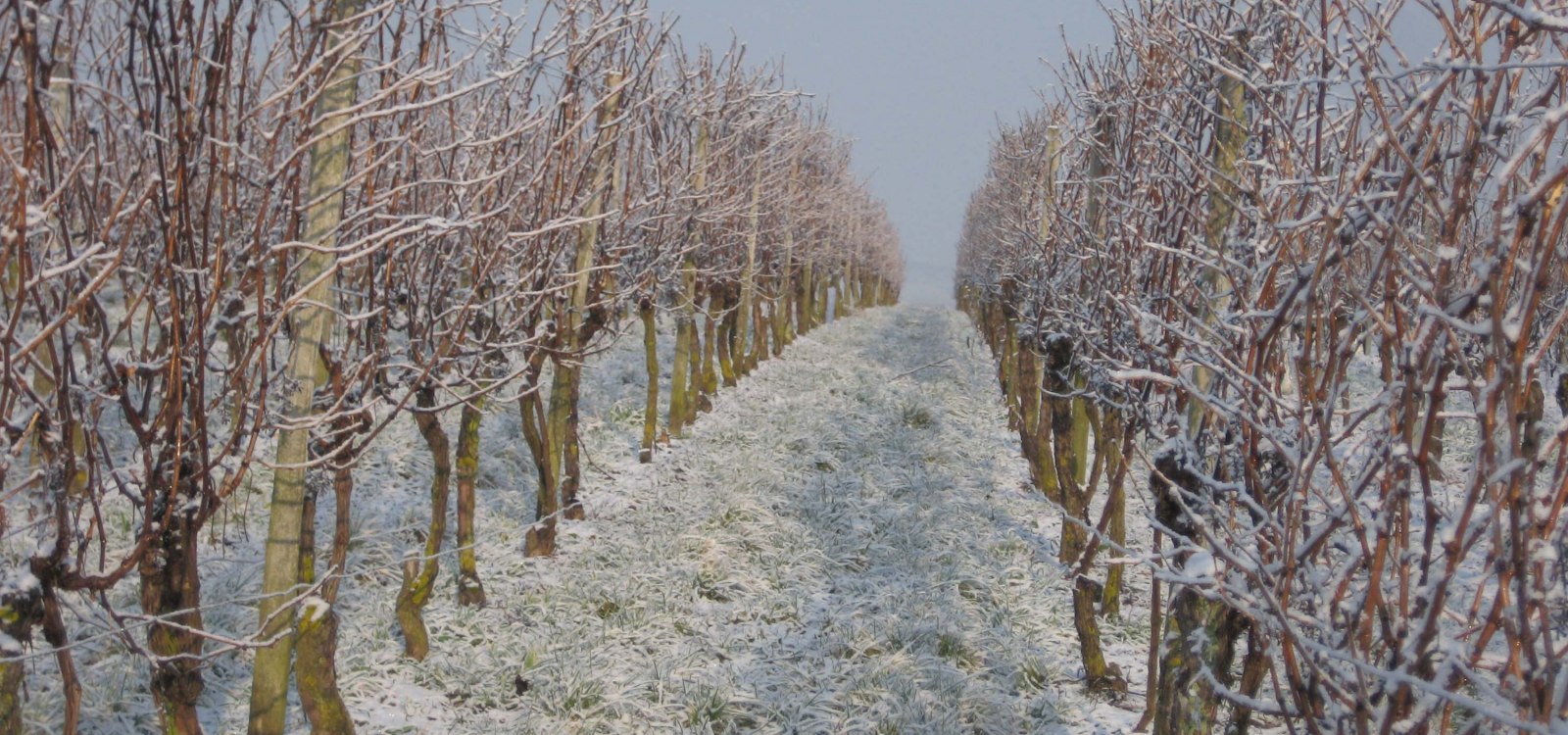 Weingut Wagner_Eeinberge-im-Schnee, © Weingut Wagner