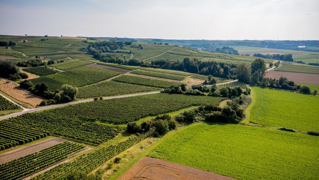 Saulheimer Schloßberg