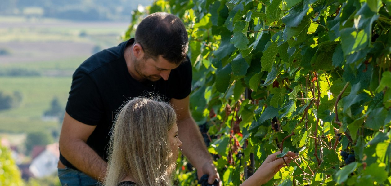 Weingut Deiß_Weinlese, © Weingut Deiß