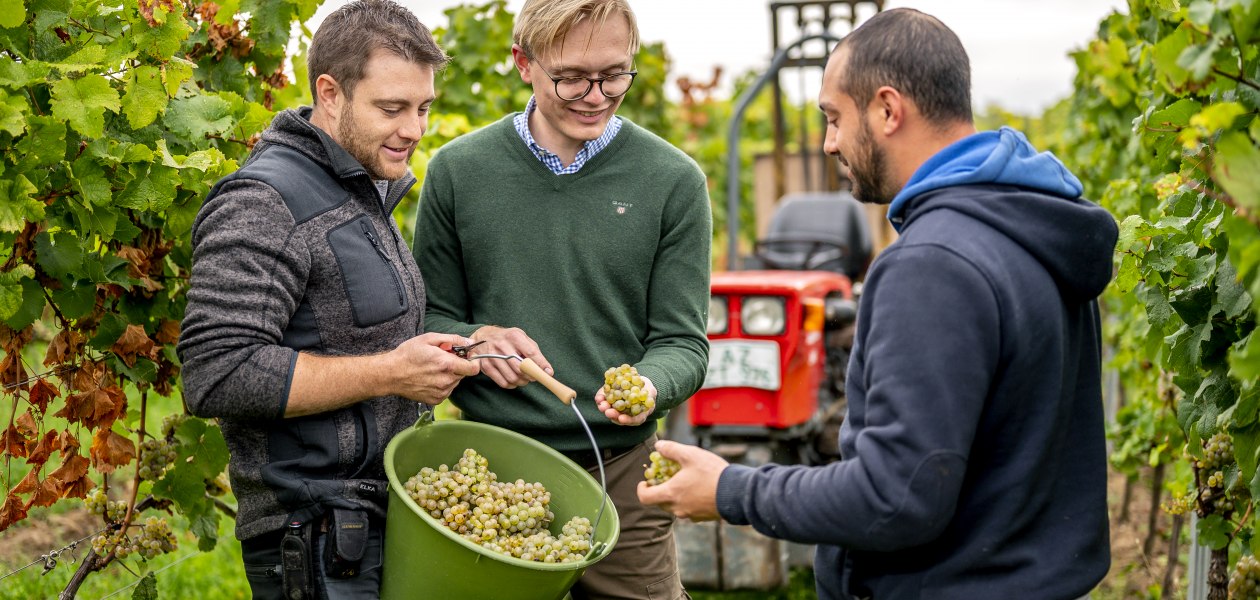 J. Trautwein feine Weine_Weinlese, © Fotografie Torsten Silz