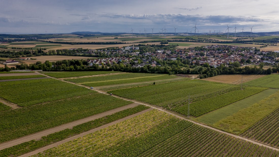 Wallertheimer Vogelsang-DJI_0774, © Rheinhessenwein e.V., Torsten Silz