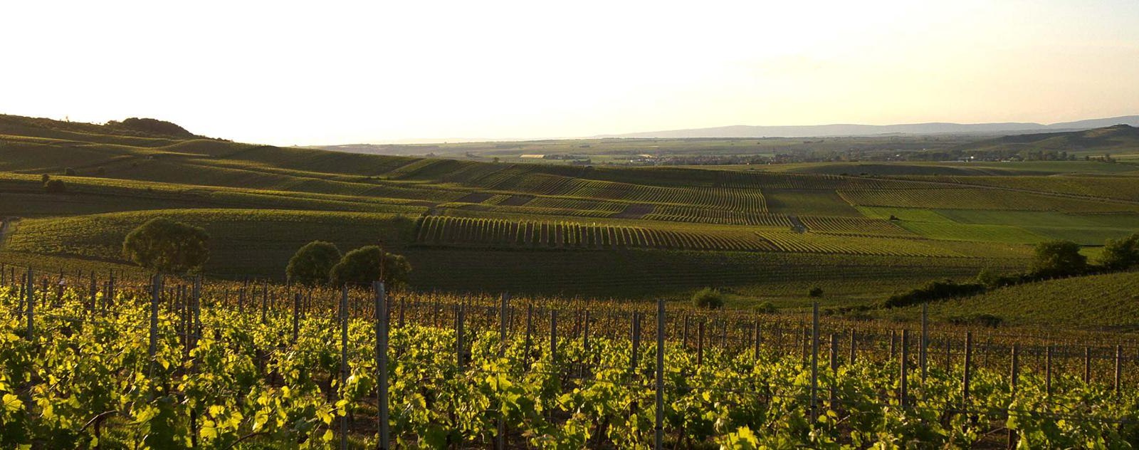 Weingut Uwe Spies_Weinberge, © Weingut Uwe Spies