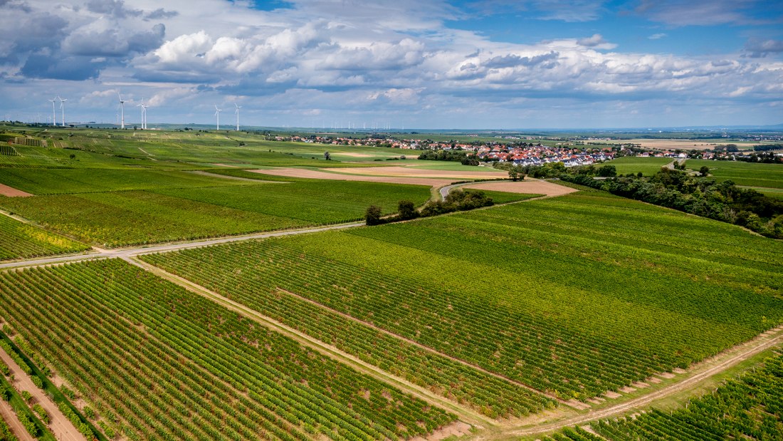 Nieder-Flörsheimer Frauenberg